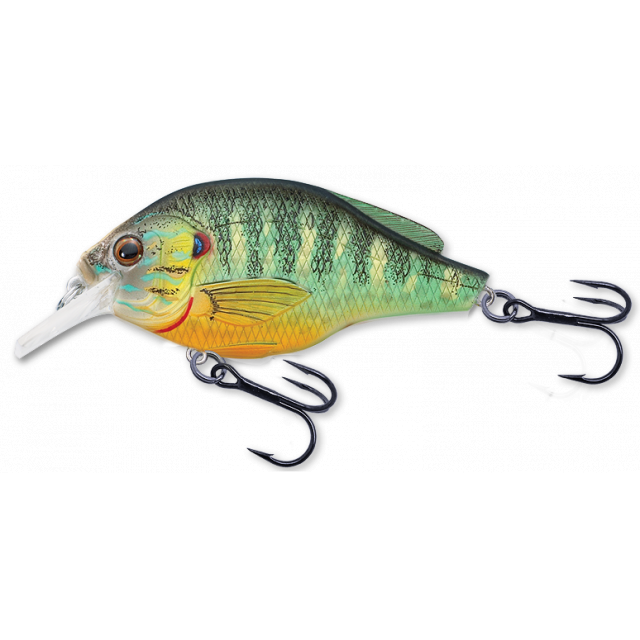 Pumpkinseed Flat-Side Squarebill